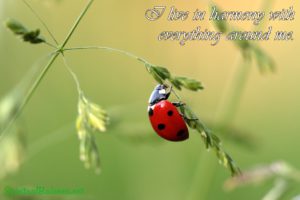 I live in harmony with everything around me. ~ Affirmation for Harmony