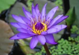 water lily